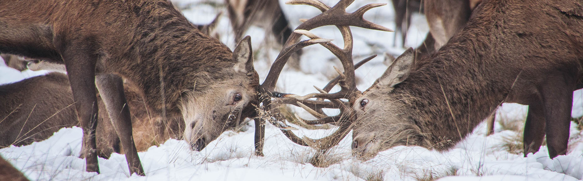 Photo of elk fighting